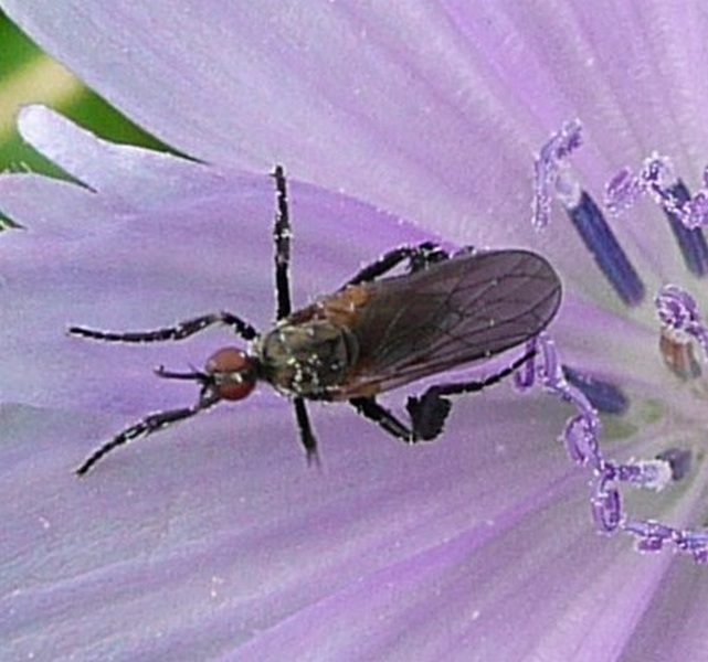 Empididae:Empis Pennipes